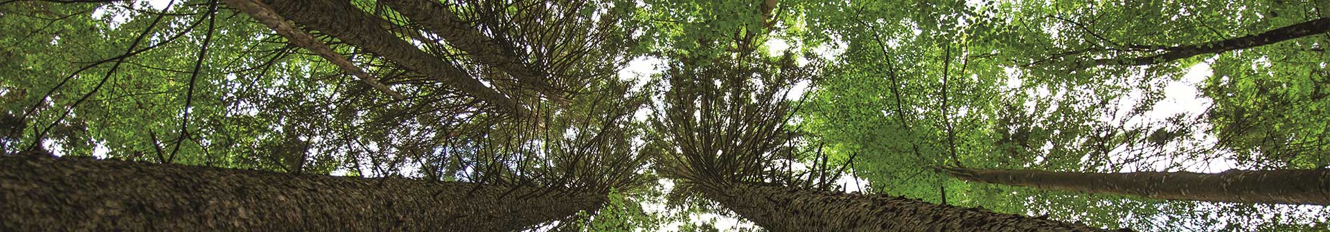 Uscatoarele profesionale de rufe din Linia 6000 – Electrolux Professional